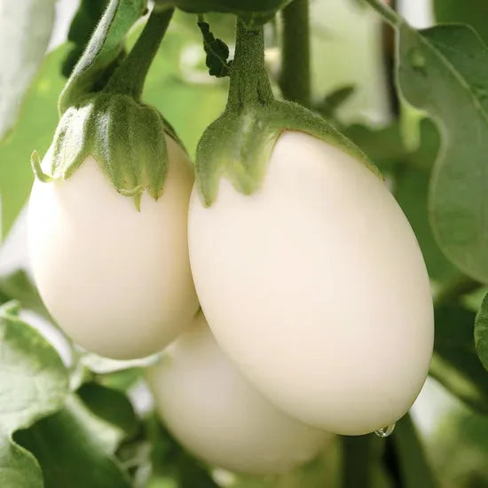 Disease Resistant, Fast Adaptability, Storage And Transportation Resistance Solanum Texanum Ten – Heirloom, Non-GMO, High Germination Organic Garden Seeds