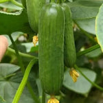 Disease Resistant Organic Cucumber For Sale heirloom non-gmo organic garden seeds