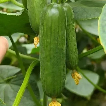 Disease Resistant Organic Cucumber For Sale heirloom non-gmo organic garden seeds
