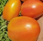 Disease Resistant , Vigorous Growth Tomato For Sowing heirloom non-gmo organic garden seeds