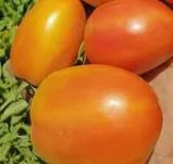 Disease Resistant , Vigorous Growth Tomato For Sowing heirloom non-gmo organic garden seeds