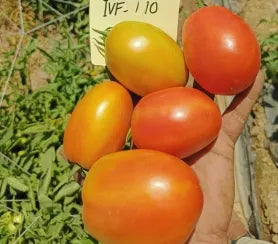 Disease Resistant , Vigorous Growth Tomato For Sowing – Heirloom, Non-GMO, High Germination Organic Garden Seeds