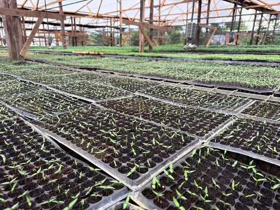 Disease Resistant Tomato For Sale heirloom non-gmo organic garden seeds