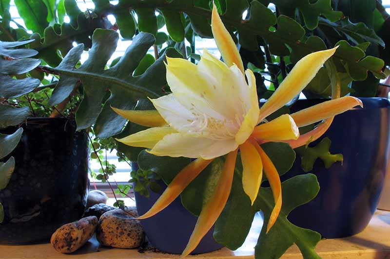 Epiphyllum Cactus Epiphyllum Oxypetalum Seeds for Hanging Baskets and Indoor Planting