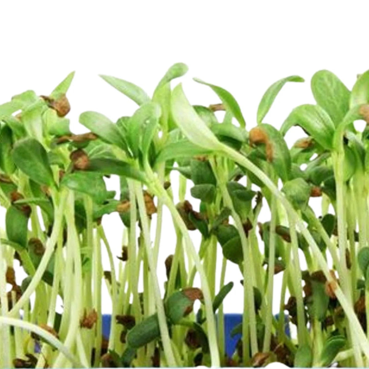 Sprouts - Microgreens - Fenugree