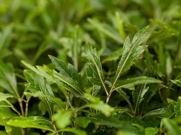 Green Dizygotheca Elegantissima Decorative Plant Seeds for Indoor Gardens Scientific Name Placeholder for planting in home garden