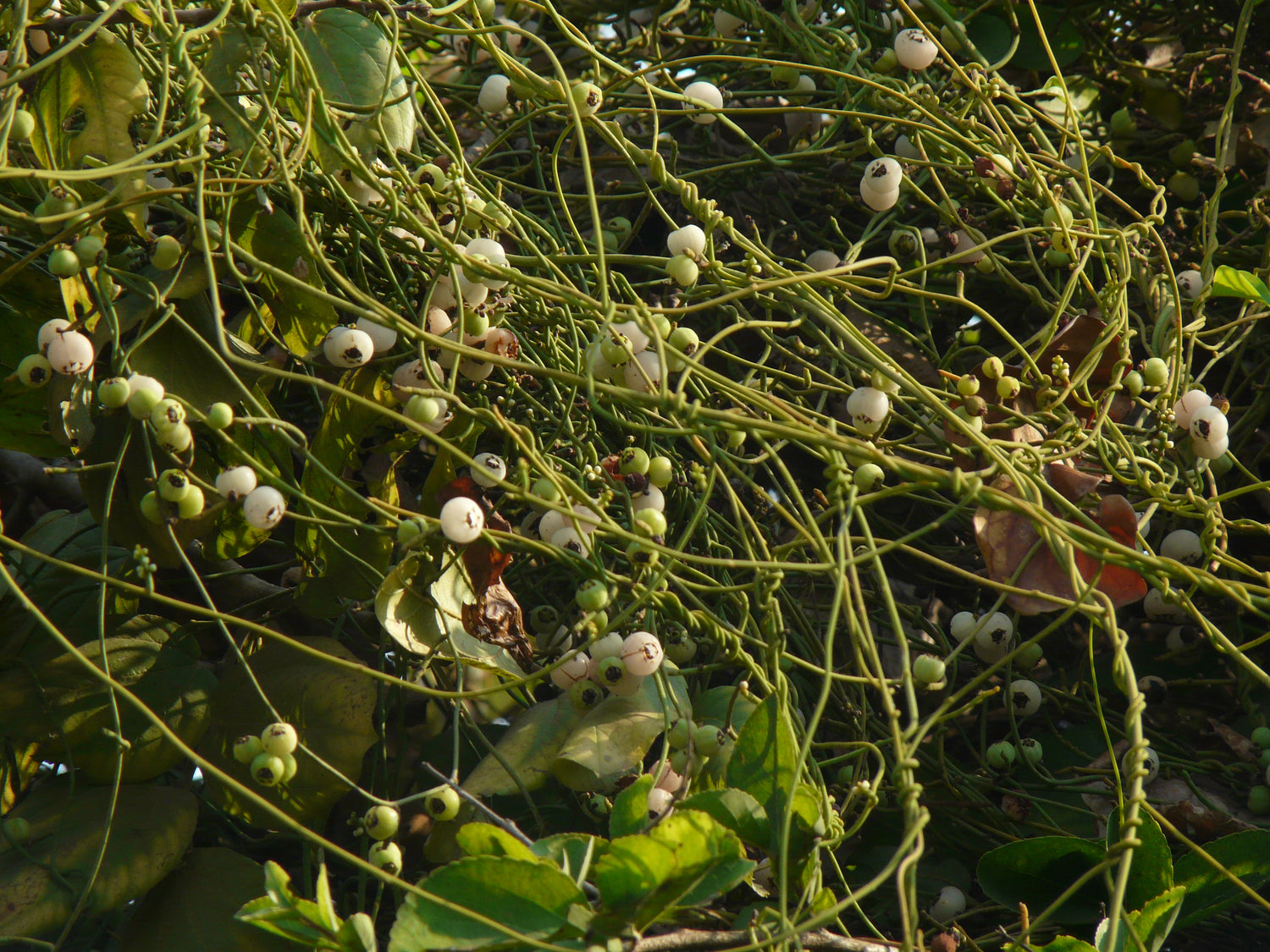 Dodder-Laurel (Cassytha filiformis)