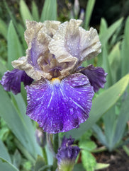 Doe Z Doe Intermediate Iris