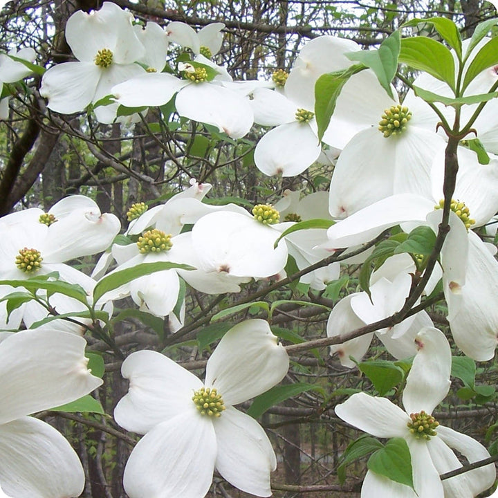Cornus Flower Seeds for Planting - 100
