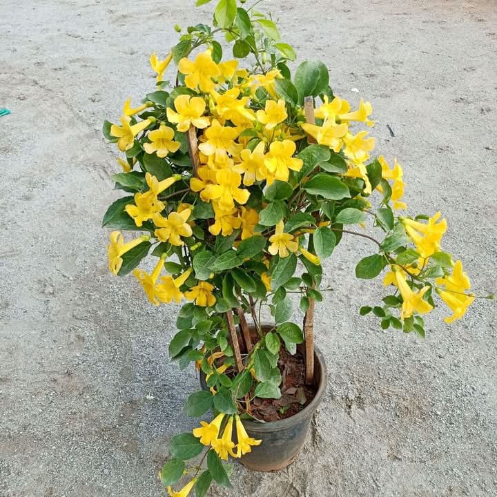 Dolichandra Flower Seeds for Planting – Fast-Growing Climbing Ornamental Blooms