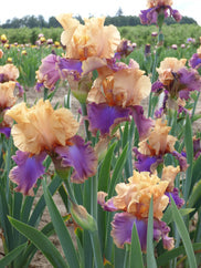 Dollface Tall Bearded Iris