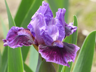 Don't Fix It Dwarf Iris