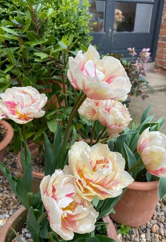 Tulip Tulipa Gesneriana Double Flower Seeds for Planting in home garden or spring garden beds