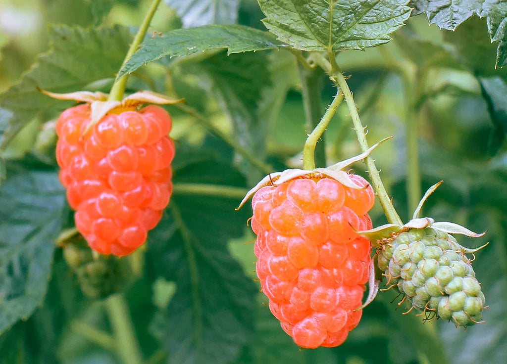 Double Gold Raspberry Plants