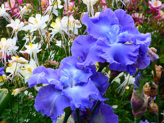 Downstream Tall Bearded Iris