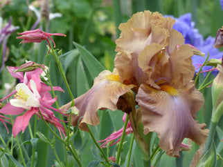 Downtown Brown Tall Bearded Iris Seeds