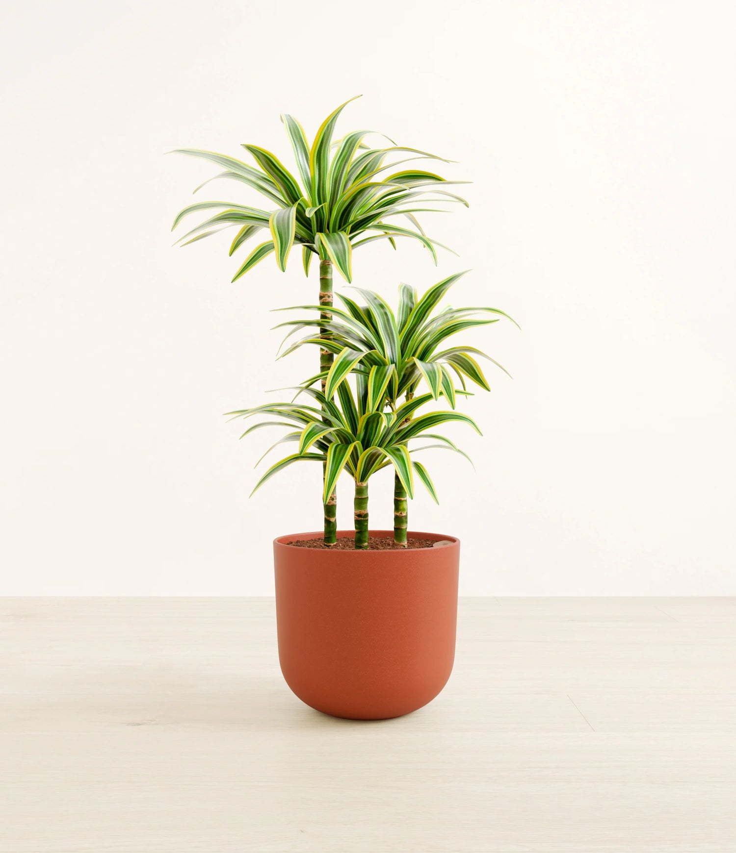 Dracaena Lemon Lime Houseplant