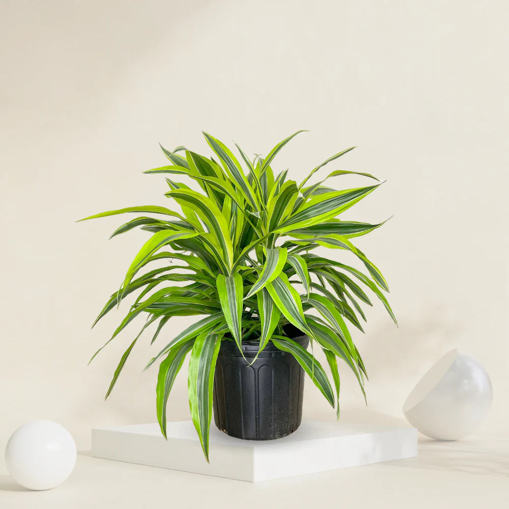 Dracaena Lemon Lime Houseplant