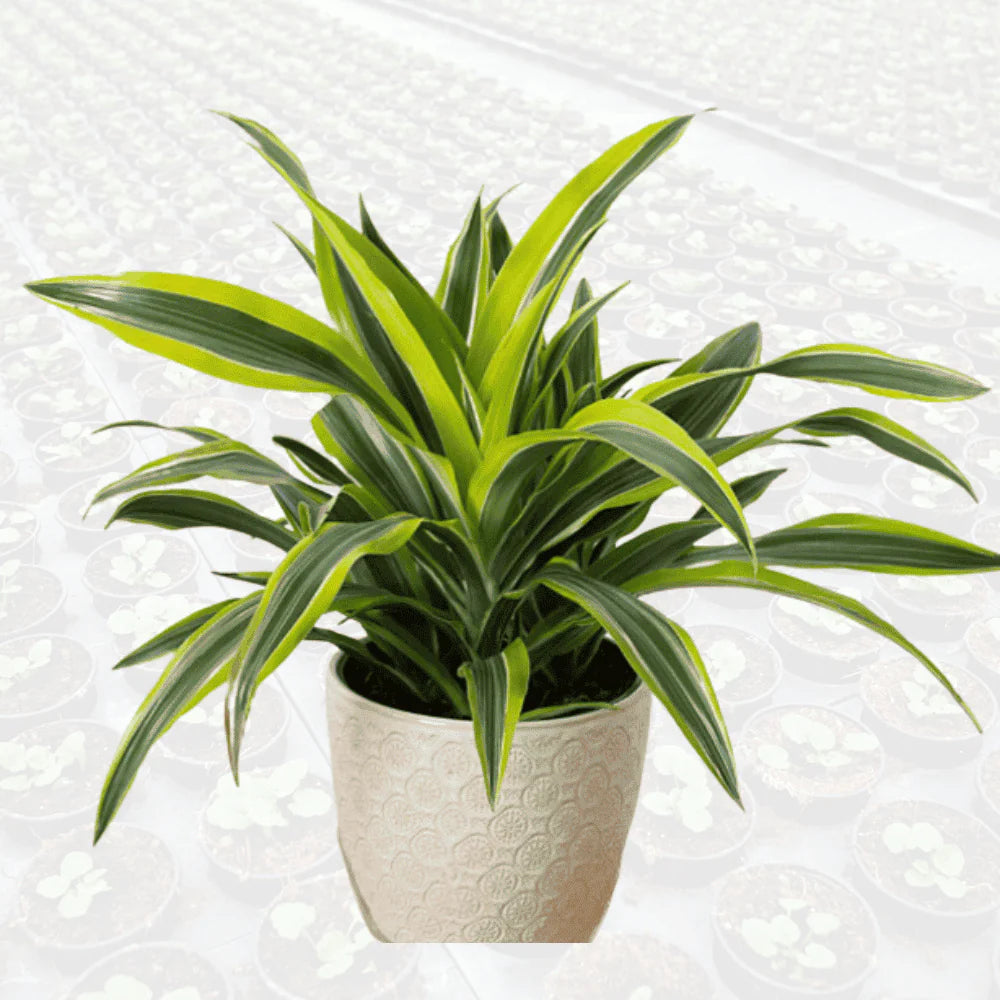 Dracaena Lemon Lime Houseplant