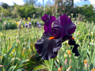 Dracula's Kiss Tall Bearded Iris