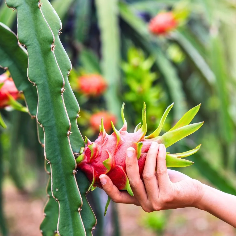 Red Dragon Fruit Seeds for Planting - Growing Vibrant and Delicious Fruits at Home Garden, GMO Free Seeds