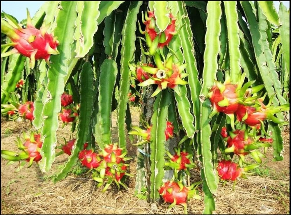 A compact, pruned Dwarf Dragon Fruit cactus plant trained as a small, unique bonsai in a ceramic pot