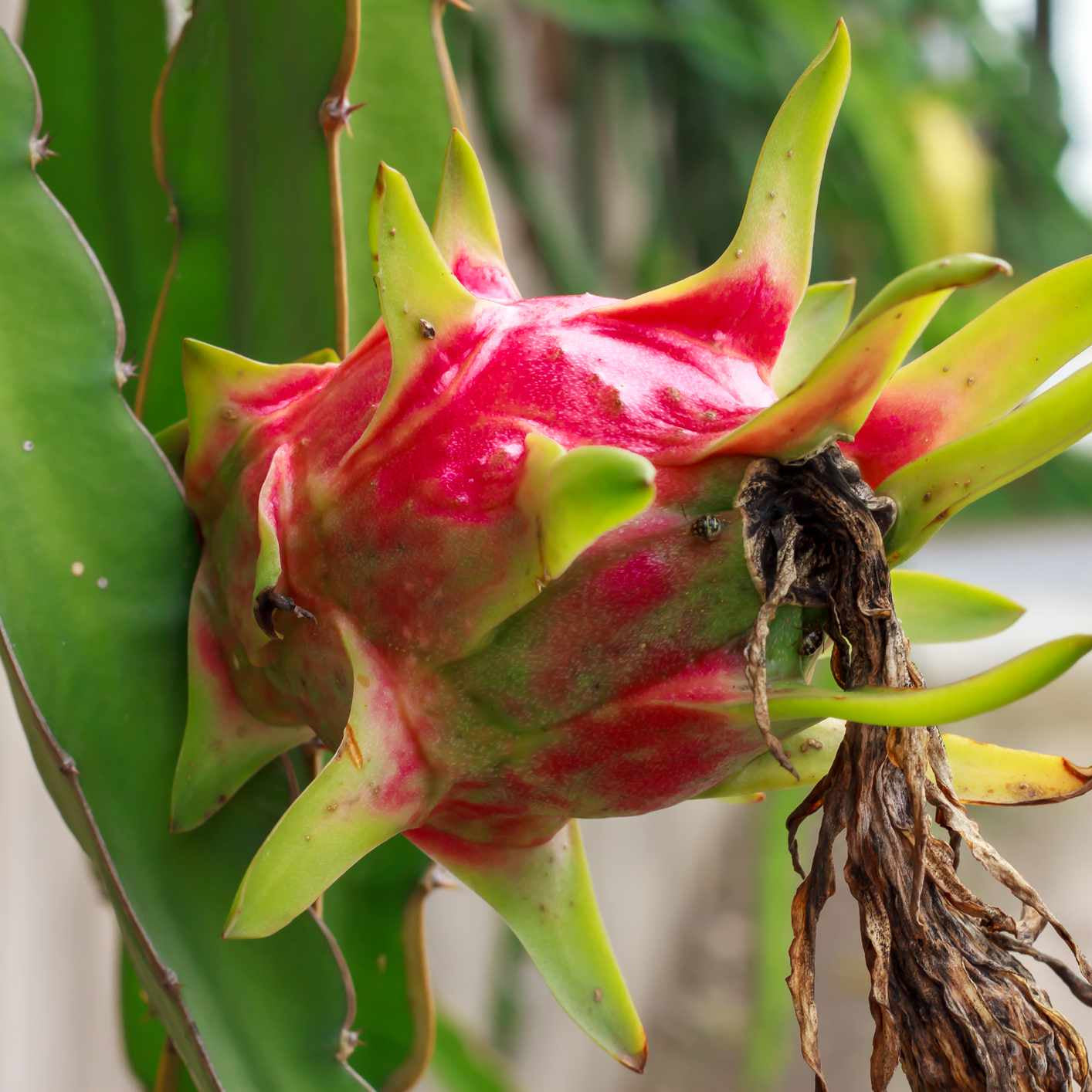 Stunning Night Blooming large white flower of the Dragon Fruit cactus (Hylocereus). The flower precedes the Pitaya fruit.