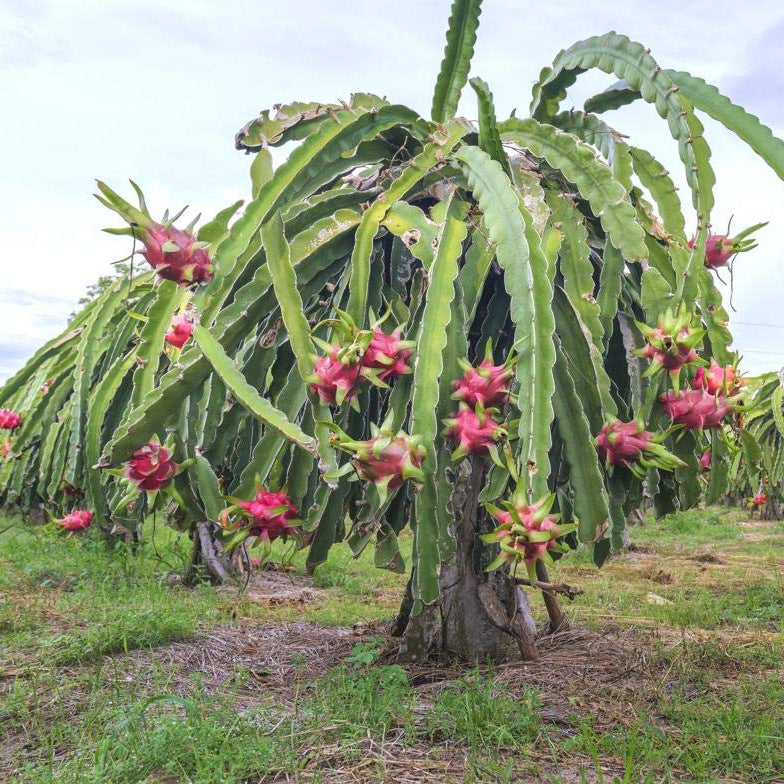 Young Dragon Fruit seedling (Pitaya plant) emerging from soil. Guide for growing Pitahaya from seed indoors.