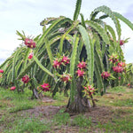 Young Dragon Fruit seedling (Pitaya plant) emerging from soil. Guide for growing Pitahaya from seed indoors.