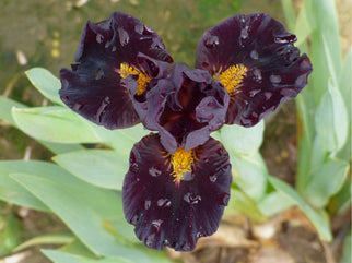 Dragonet Dwarf Iris