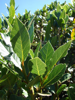 Close-up of dried Bay Laurel leaves for use as a culinary spice