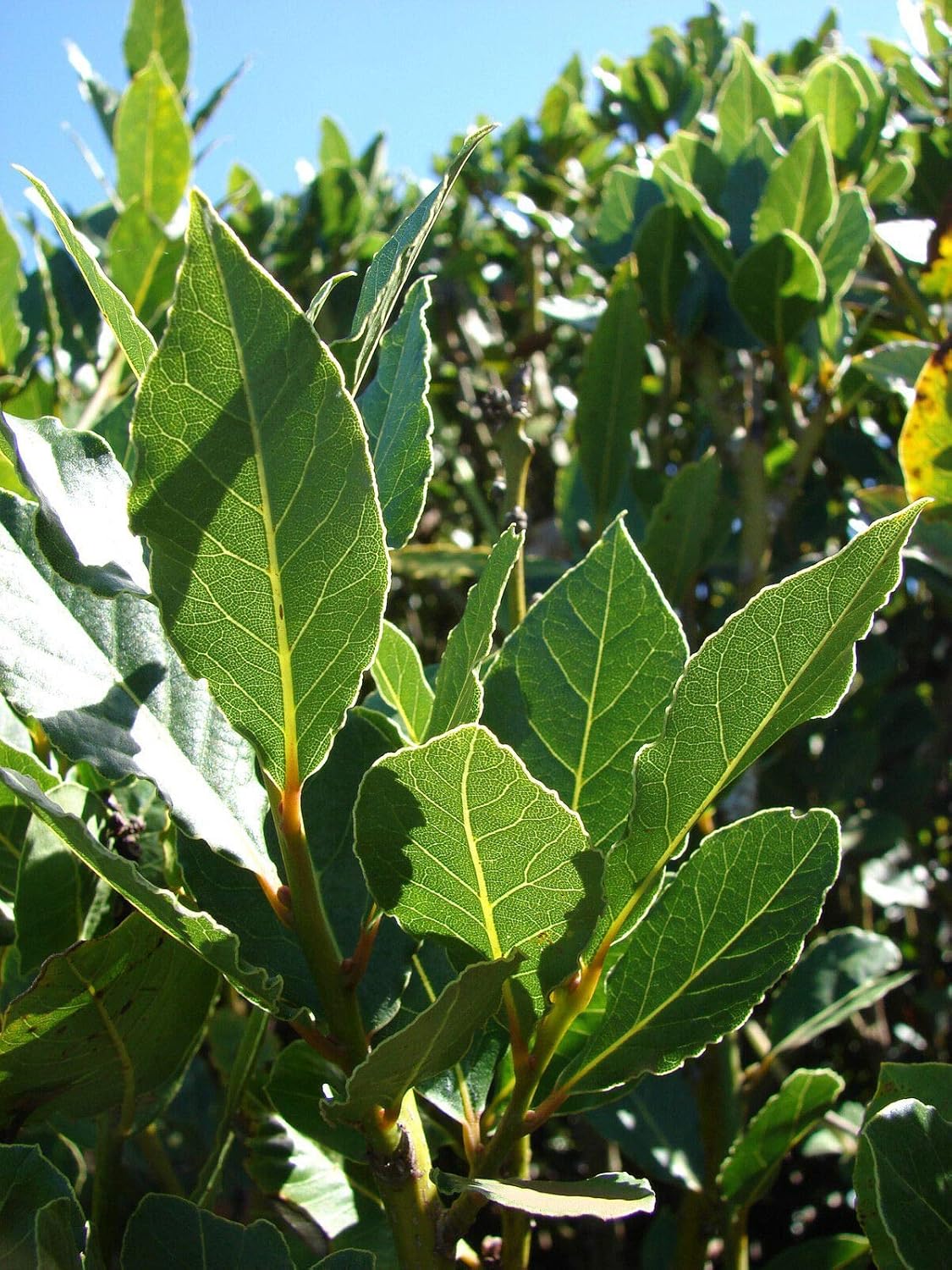 Close-up of dried Bay Laurel leaves for use as a culinary spice