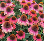 Drought Resistant, Cold Resistant, Newbie Friendly Echinacea Purpurea Cut Flower heirloom non-gmo organic garden seeds