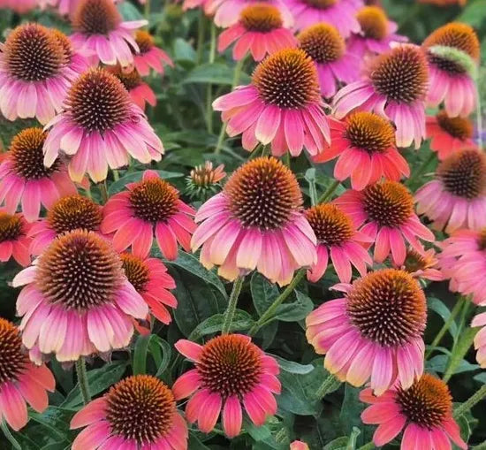 Drought Resistant, Cold Resistant, Newbie Friendly Echinacea Purpurea Cut Flower heirloom non-gmo organic garden seeds