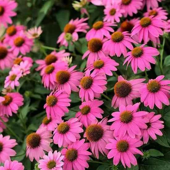 Drought Resistant, Cold Resistant, Newbie Friendly Echinacea Purpurea Cut Flower – Heirloom, Non-GMO, High Germination Organic Garden Seeds