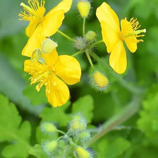 Drought Resistant, Heat Resistant, Chelidonium Majus Perennial Varieties Of Perennial Root Flower heirloom non-gmo organic garden seeds