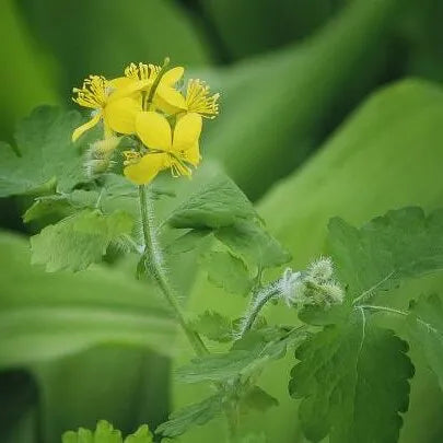 Drought Resistant, Heat Resistant, Chelidonium Majus Perennial Varieties Of Perennial Root Flower – Heirloom, Non-GMO, High Germination Organic Garden Seeds