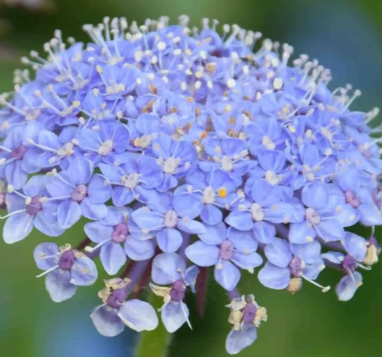 Drought Resistant, Heat Resistant, No Pests Or Diseases Suitable For Novices Trachymene Coerulea Graham Cut Flower heirloom non-gmo organic garden seeds