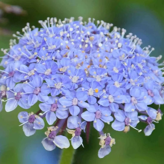 Drought Resistant, Heat Resistant, No Pests Or Diseases Suitable For Novices Trachymene Coerulea Graham Cut Flower – Heirloom, Non-GMO, High Germination Organic Garden Seeds