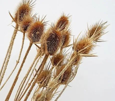 Drought Resistant, High Quality Variety, Wide Adaptability Dipsacussativus Cut Flower heirloom non-gmo organic garden seeds