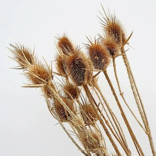 Drought Resistant, High Quality Variety, Wide Adaptability Dipsacussativus Cut Flower – Heirloom, Non-GMO, High Germination Organic Garden Seeds