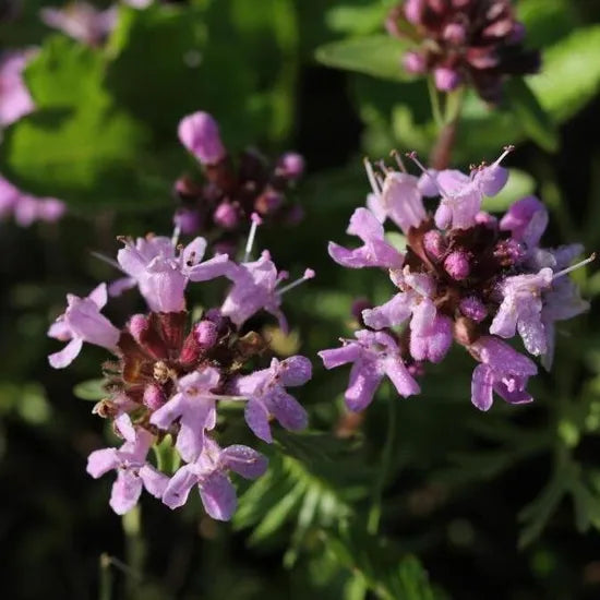 Drought Resistant, Open Pollinated Thymus Perennial Varieties Of Perennial Root Flower heirloom non-gmo organic garden seeds