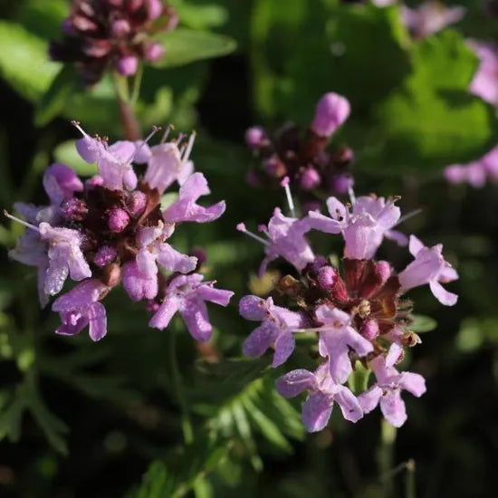 Drought Resistant, Open Pollinated Thymus Perennial Varieties Of Perennial Root Flower – Heirloom, Non-GMO, High Germination Organic Garden Seeds