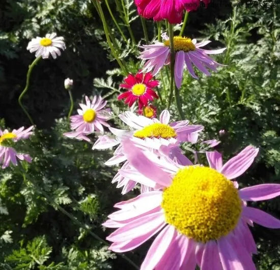 Drought Resistant, Wide Range Of Uses, Environmentally Friendly Pyrethrum Perennial Varieties Of Perennial Root Flower heirloom non-gmo organic garden seeds