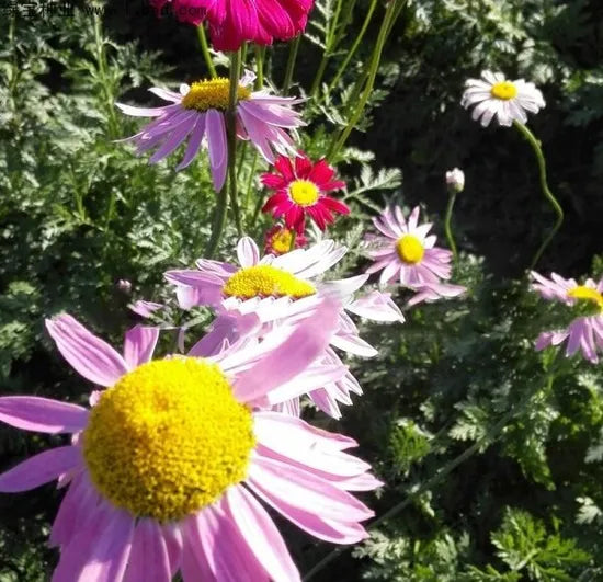 Drought Resistant, Wide Range Of Uses, Environmentally Friendly Pyrethrum Perennial Varieties Of Perennial Root Flower – Heirloom, Non-GMO, High Germination Organic Garden Seeds