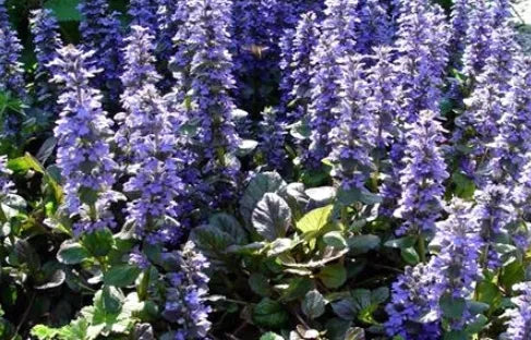 Drought Tolerance, Cold Resistant Perennial Herb Hyssop – Heirloom, Non-GMO, High Germination Organic Garden Seeds