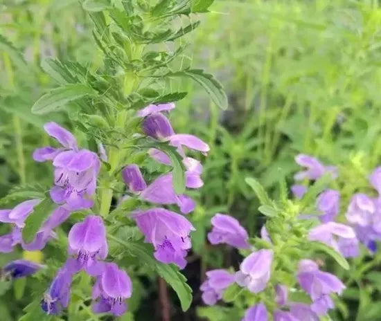 Drought Tolerance Annual Flower Plant Dragonhead heirloom non-gmo organic garden seeds