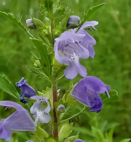 Drought Tolerance Annual Flower Plant Dragonhead – Heirloom, Non-GMO, High Germination Organic Garden Seeds