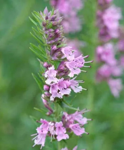 Drought Tolerance Cold Resistant Pink Hyssop heirloom non-gmo organic garden seeds