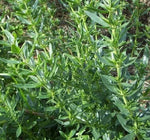 Drought Tolerance Hyssop For Sowing heirloom non-gmo organic garden seeds